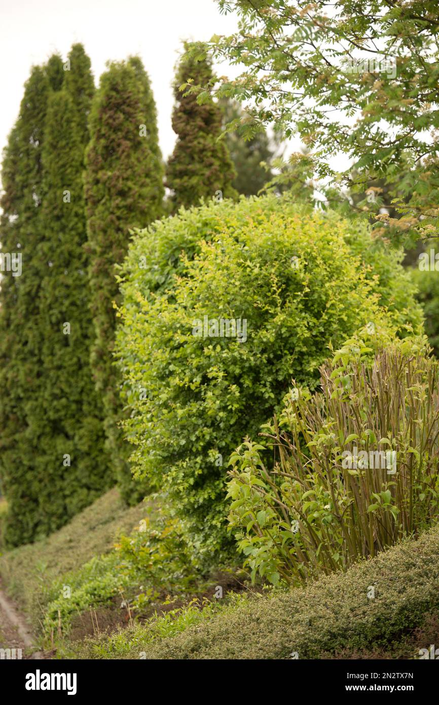 Schöner Garten mit unterschiedlich hoher Grünpflanzung Stock Photo
