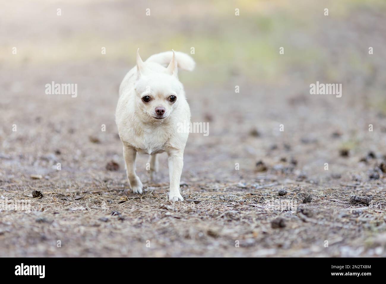 Old chihuahua dog of white color lost at nature and seek for owner Stock Photo