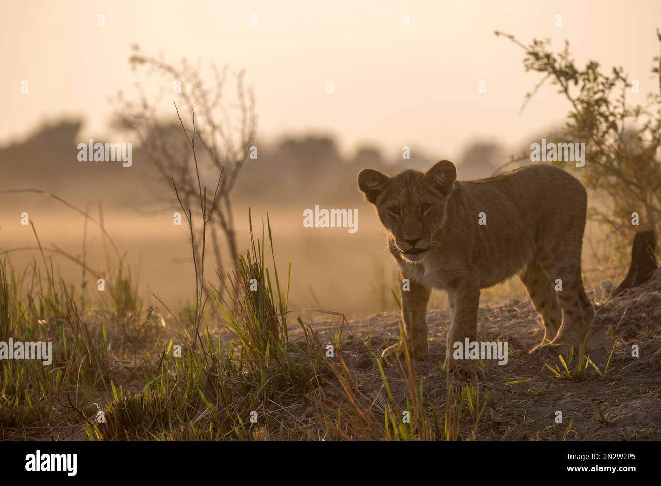 Lion hunting, Okavango Delta, Botswan Stock Photo