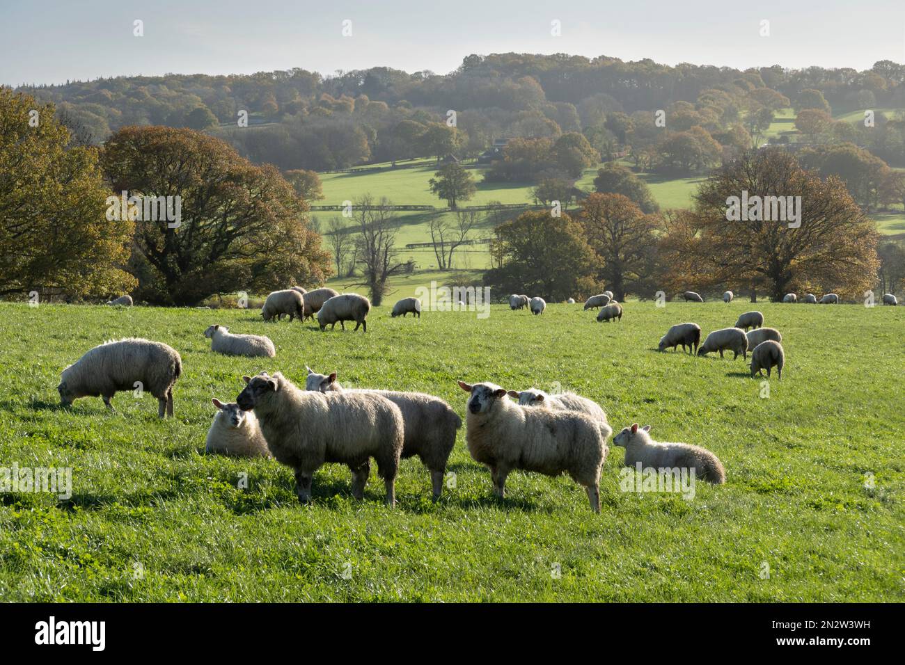 Sheep in field with High Weald landscape behind in autumn, Burwash, East Sussex, England, United Kingdom, Europe Stock Photo