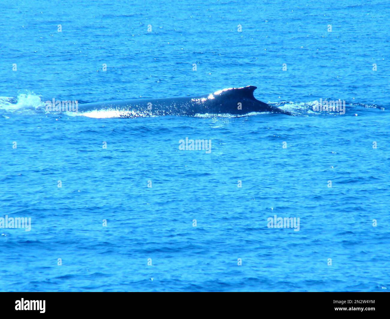 FILE - This Jan. 1, 2012 file photo shows a humpback whale in the ...