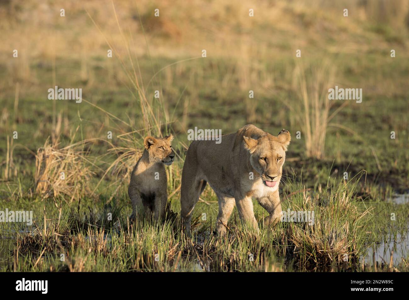 Lion hunting, Okavango Delta, Botswan Stock Photo