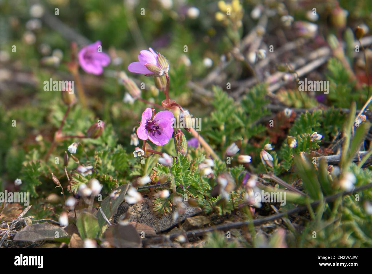 Small spring flower Erodium cicutarium. Wild geranium Stock Photo