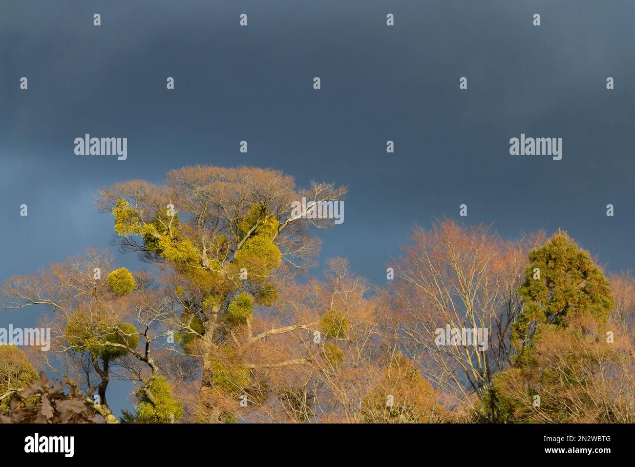 Winter trees against a stormy sky. Kanagawa, Japan. Stock Photo