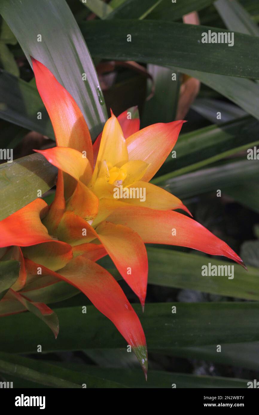 Bright orange bromeliad flower growing in the overgrown jungle Stock