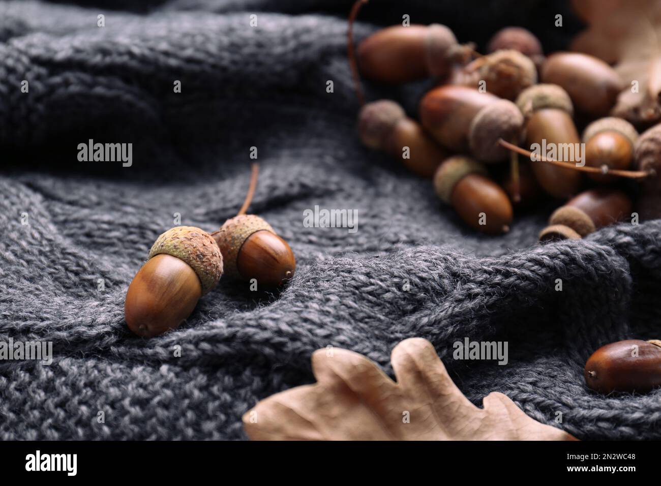 Acorns on grey background hi-res stock photography and images - Alamy