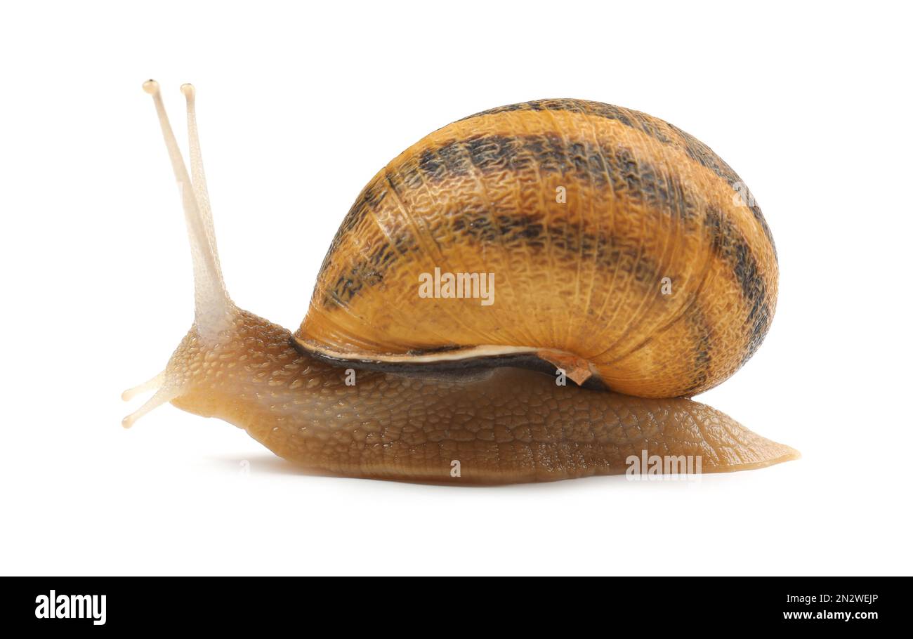 Common garden snail crawling on white background Stock Photo - Alamy