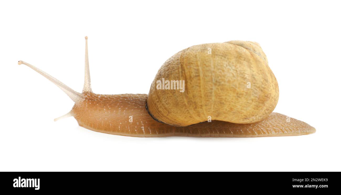 Common garden snail crawling on white background Stock Photo - Alamy
