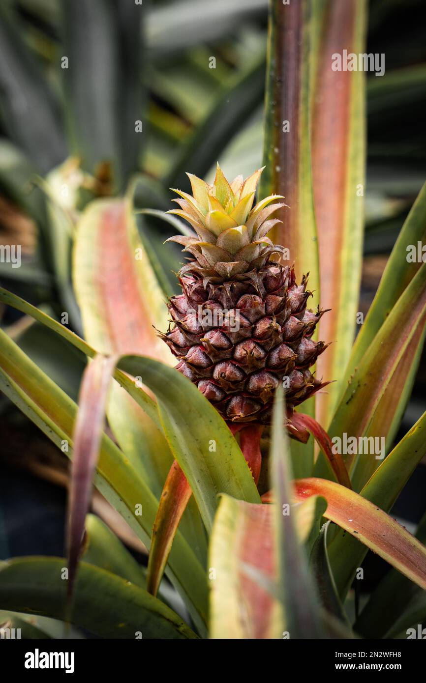 Pineapple Plantation Azores, Portugal Stock Photo