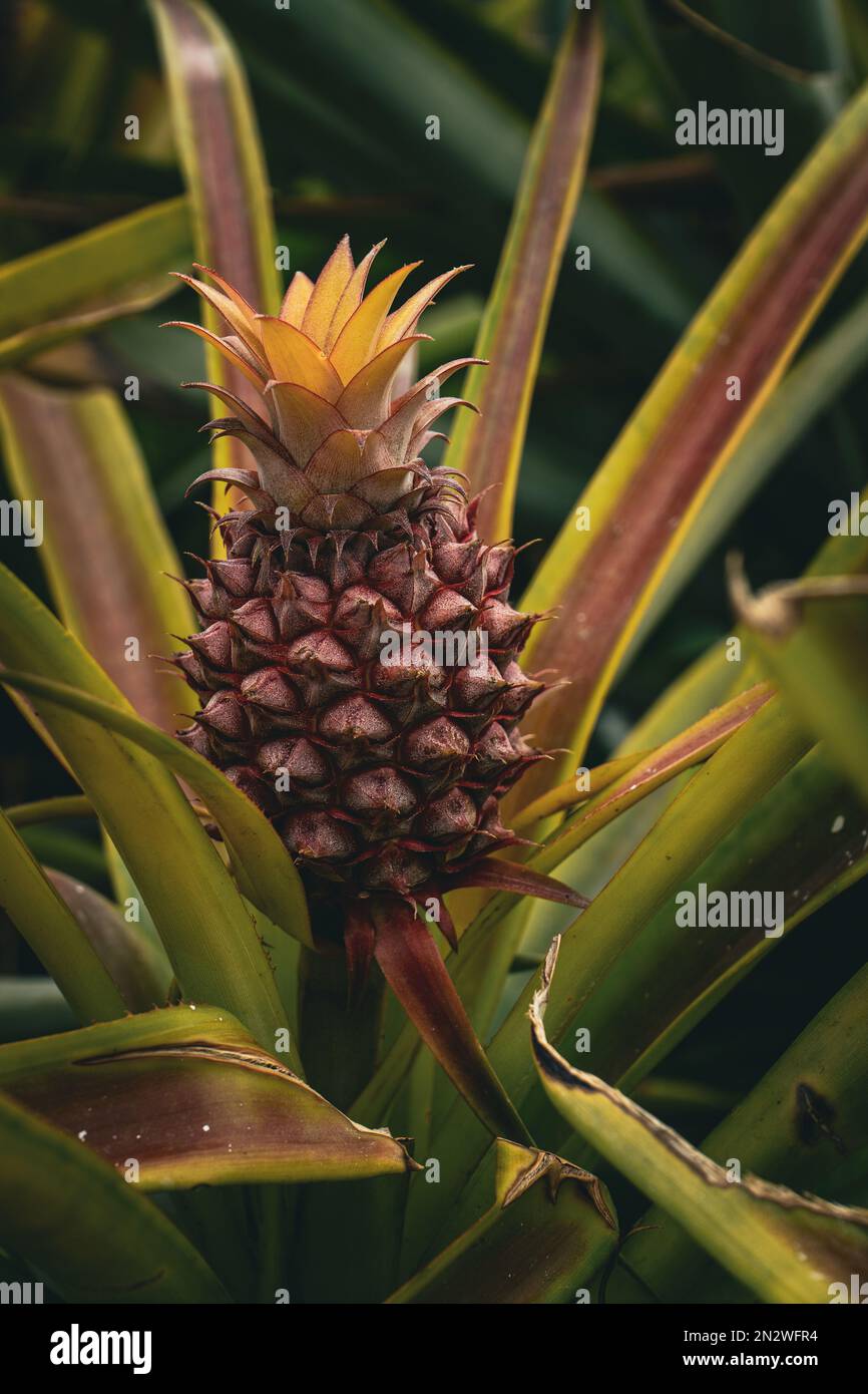 Pineapple Plantation Azores, Portugal Stock Photo