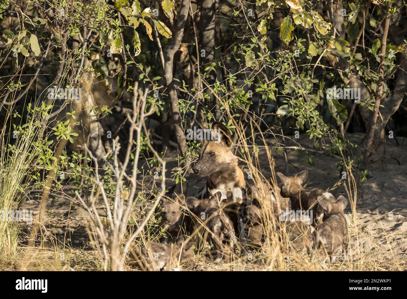 Wild dogs, Okvanago Delta, Botswana Stock Photo