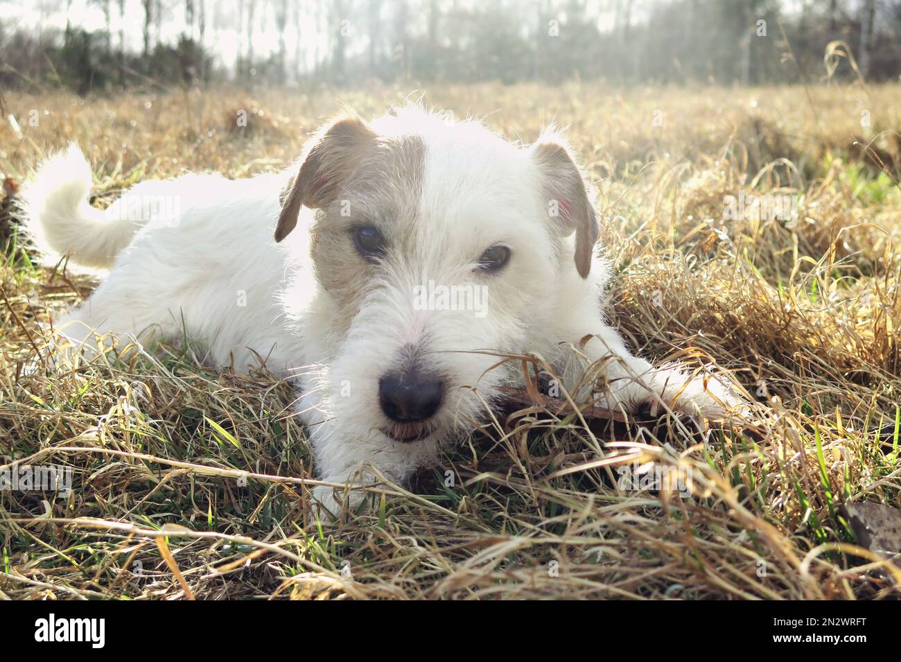 cute jack russell terrier dog with a red ball playing staring Stock Photo