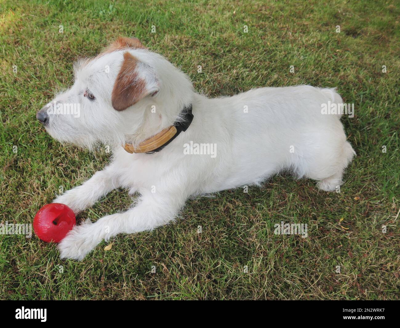 cute jack russell terrier dog with a red ball playing staring Stock Photo