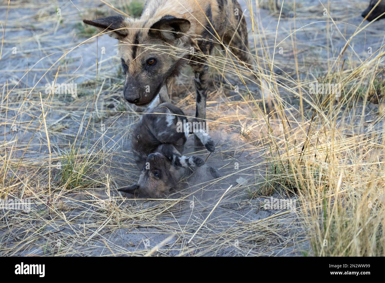 Wild dogs, Okvanago Delta, Botswana Stock Photo