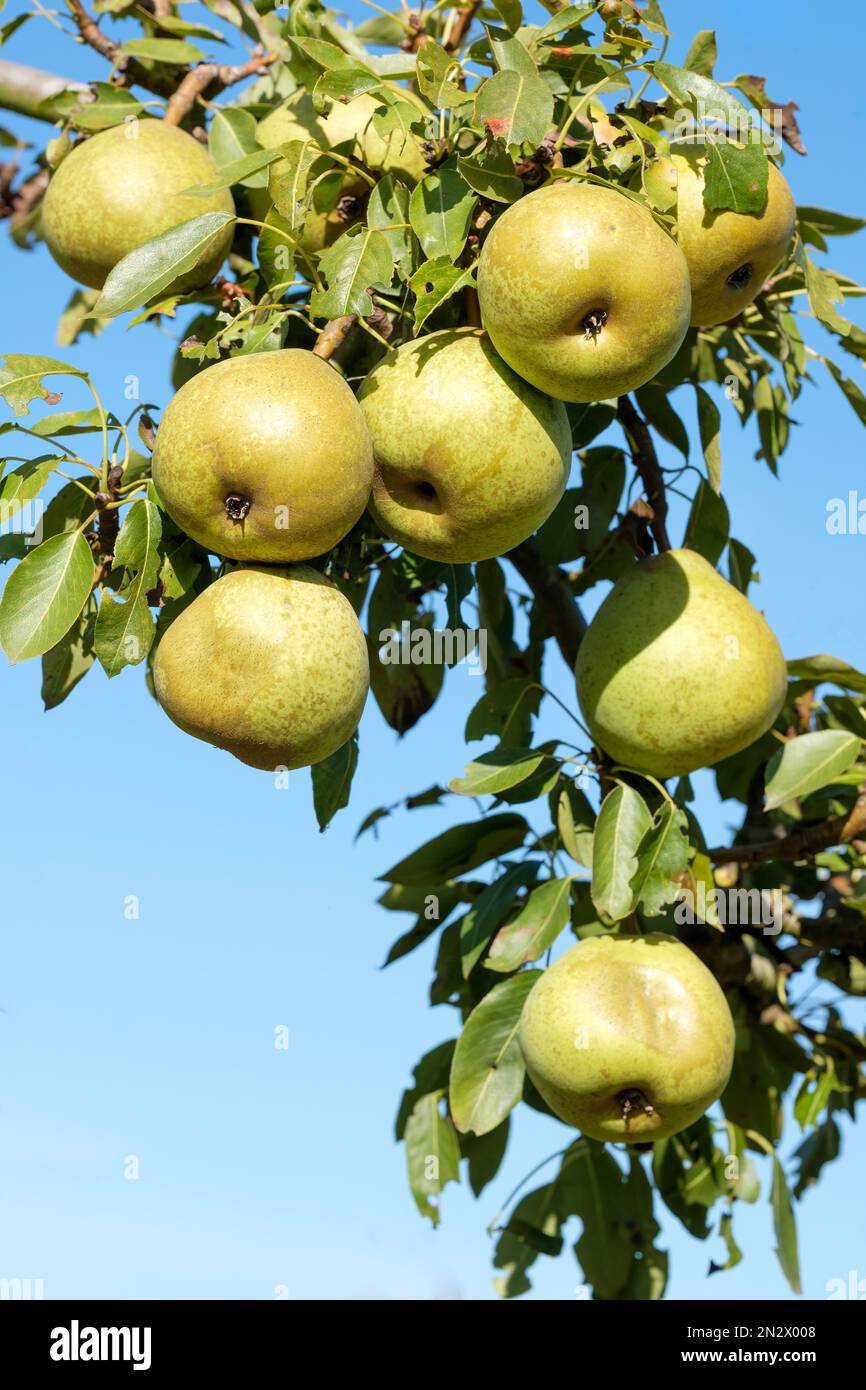 Pyrus communis Josephine de Maline, pear Josephine de Malines, dessert pears growing tree Stock Photo
