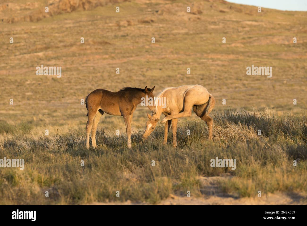 Wild onaqui horses, Utah, USA Stock Photo