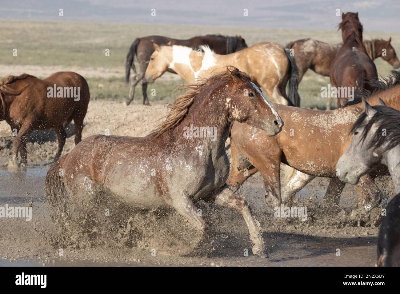 Wild onaqui horses, Utah, USA Stock Photo