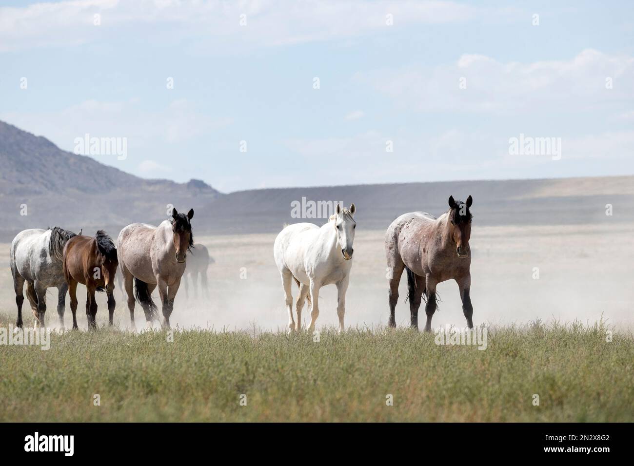 Wild onaqui horses, Utah, USA Stock Photo