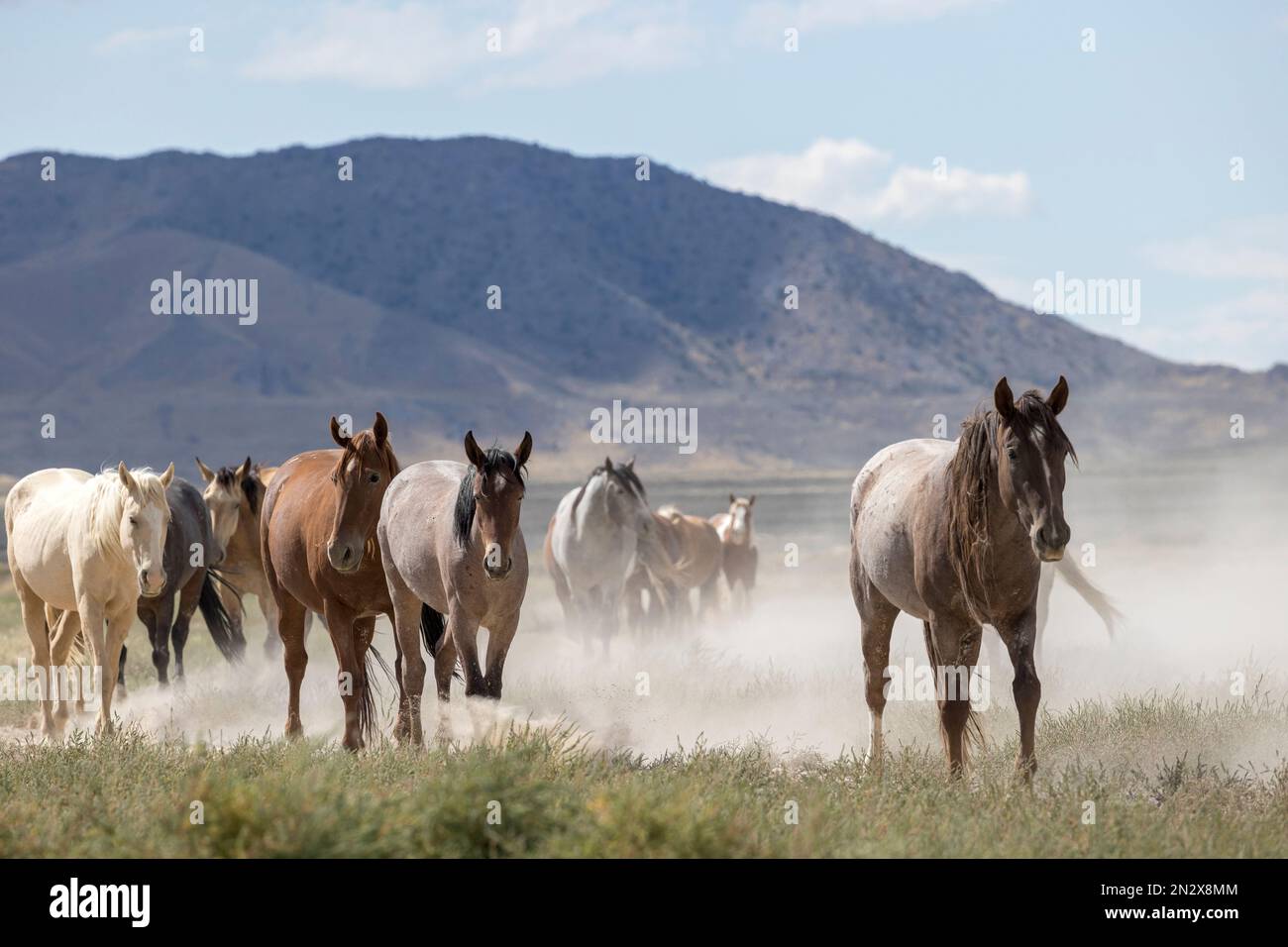 Wild onaqui horses, Utah, USA Stock Photo