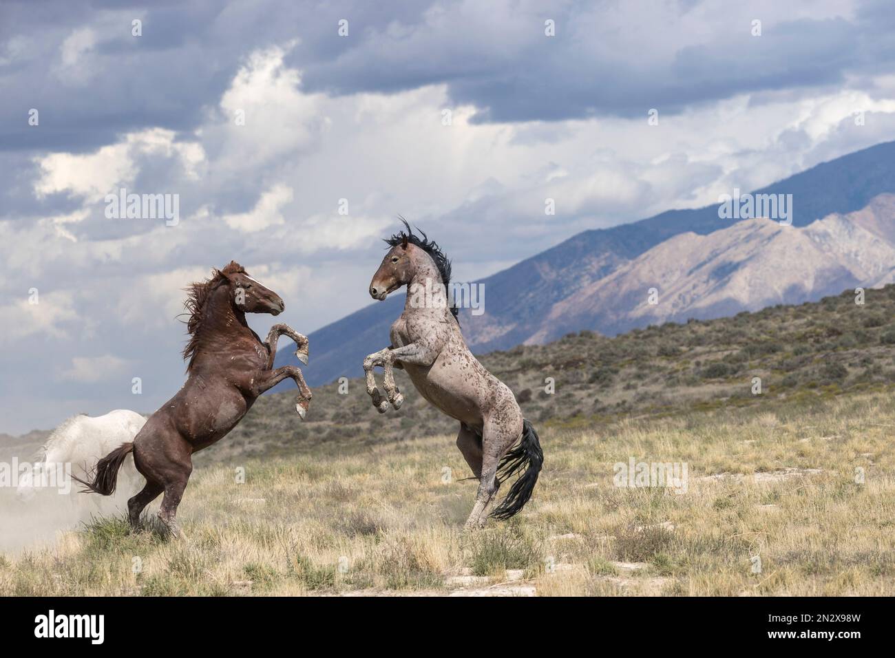 Wild onaqui horses, Utah, USA Stock Photo