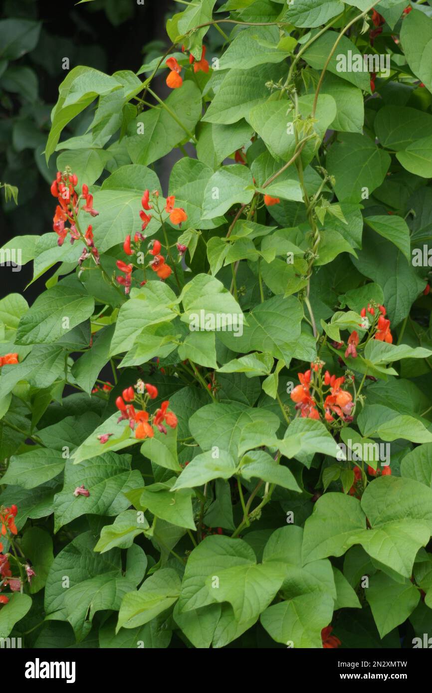 Feuerbohnen Phaseolus cossineus an an Bohnenstangen im Garten Stock Photo