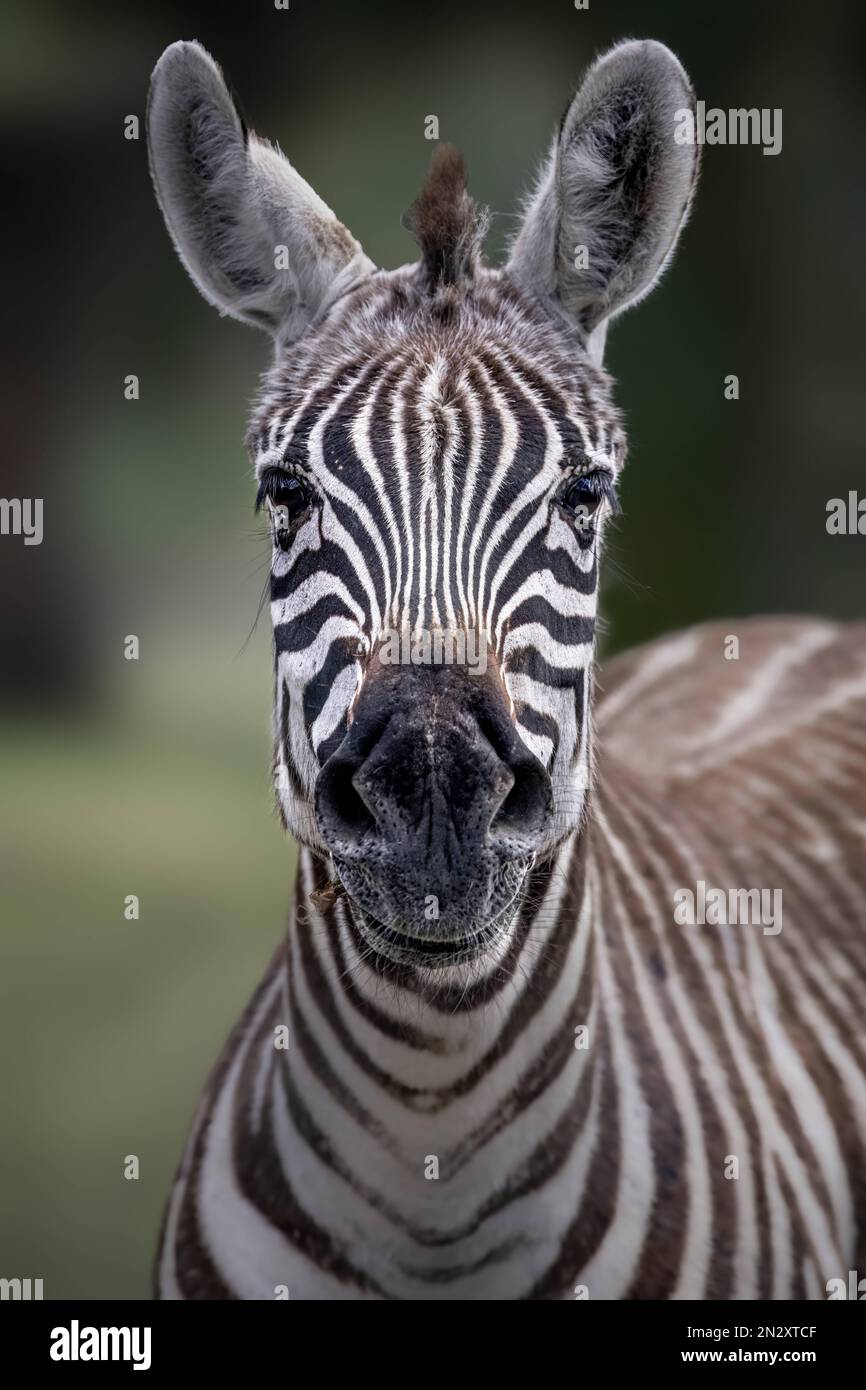 A baby  INCREDIBLE images get up close and personal with these  stunning animals, creating unique portraits of zoo-born animals. One image  s Stock Photo - Alamy