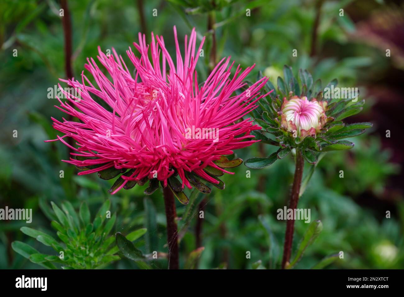 callistephus chinensis star scarlet, china aster star scarlet, Chrysanthemum-like deep pink flowers Stock Photo