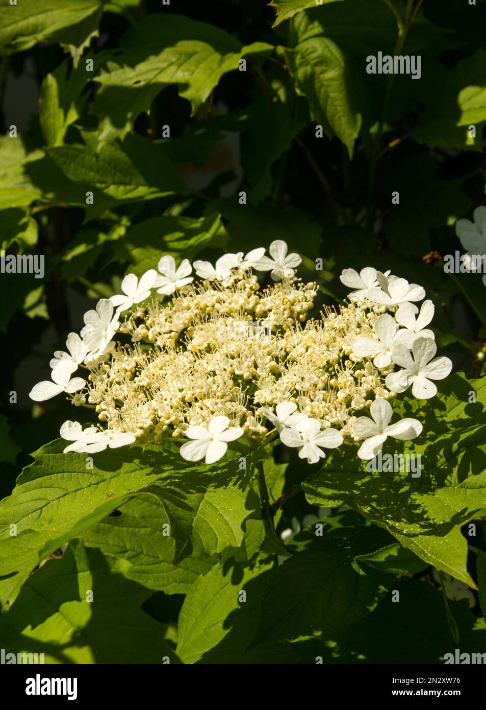 branches of blooming viburnum summer in June Stock Photo