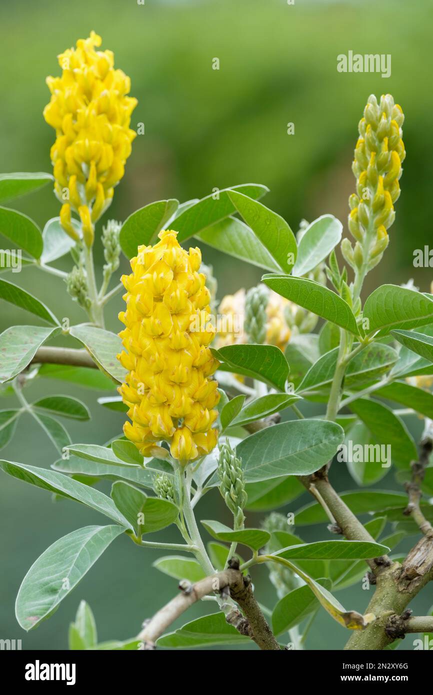 Argyrocytisus battandieri, pineapple broom, Moroccan broom, deciduous shrub, flowers yellow in clusters Stock Photo