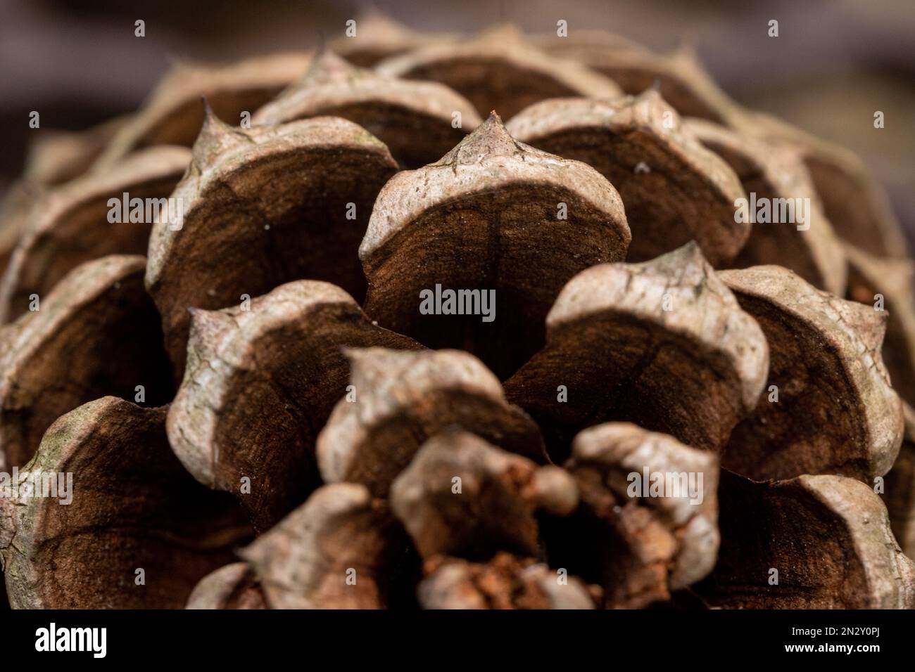 Sharp Long Cone Sharp cone hi-res stock photography and images - Alamy