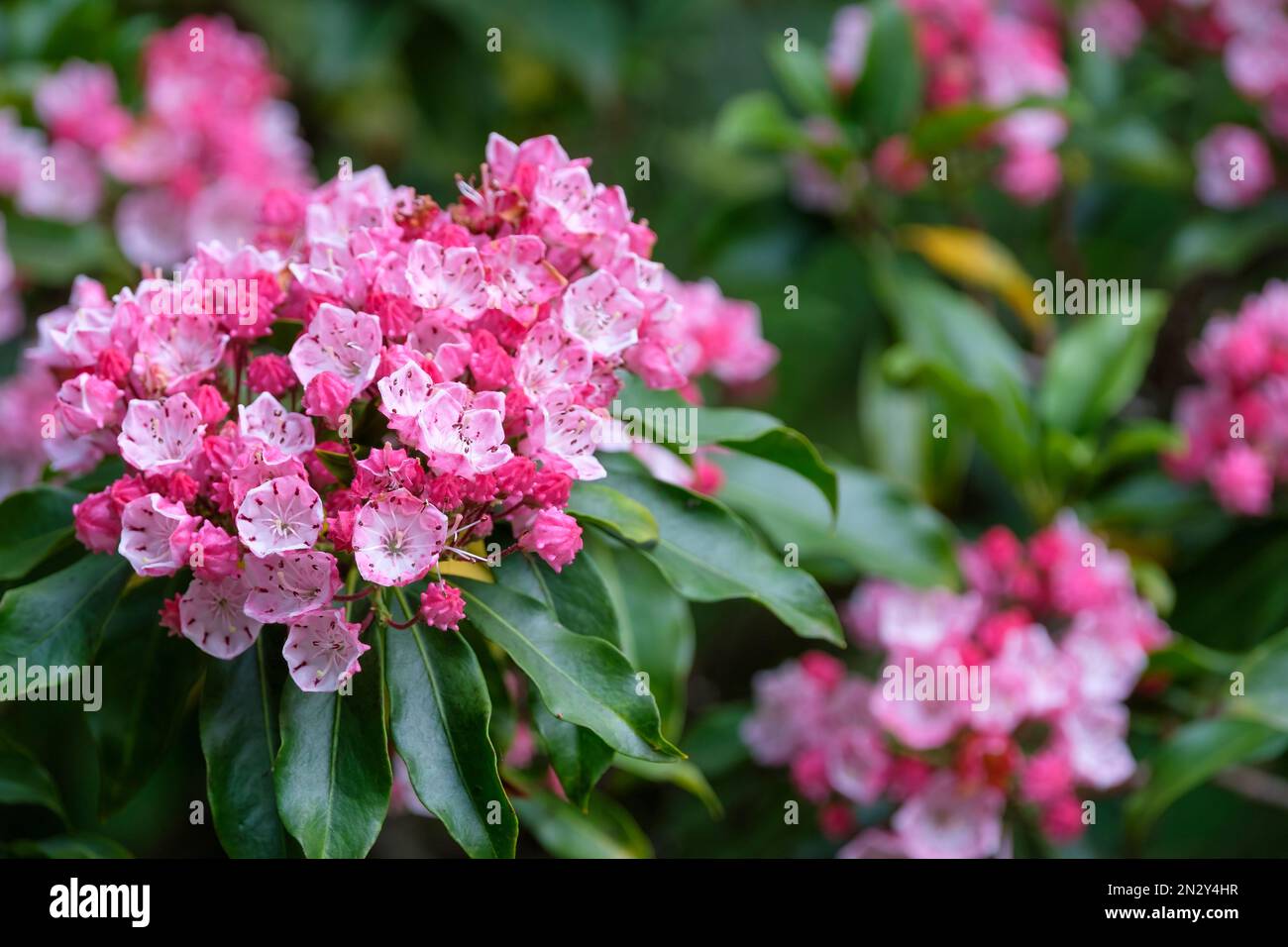 Kalmia latifolia Olympic Fire, mountain laurel Olympic Fire, evergreen shrub, clusters of large cup-shaped crimped pink flowers Stock Photo
