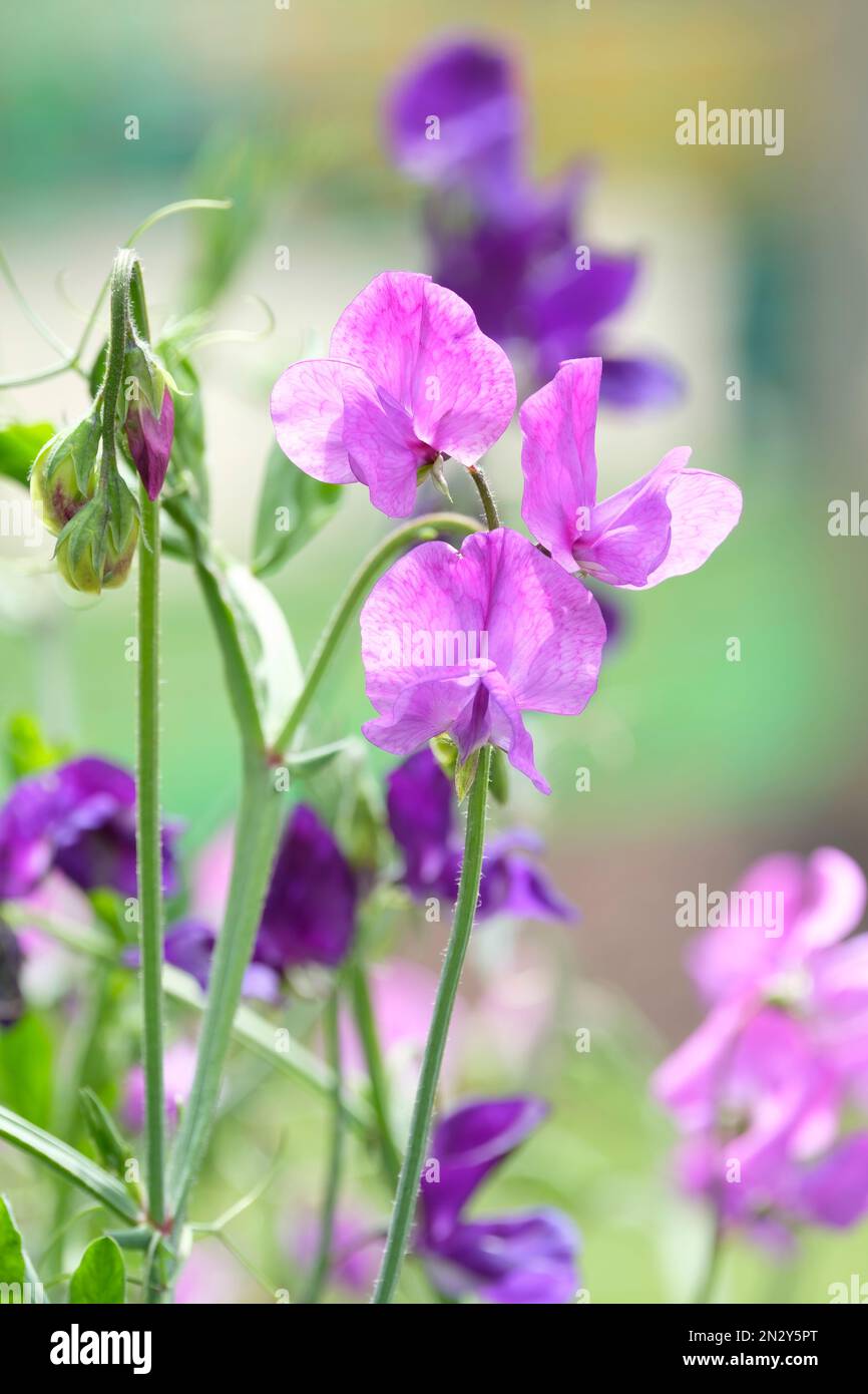 Sweet Pea Flagship, Lathyrus odoratus Flagship, flowers dark purple with distinctive veining Stock Photo