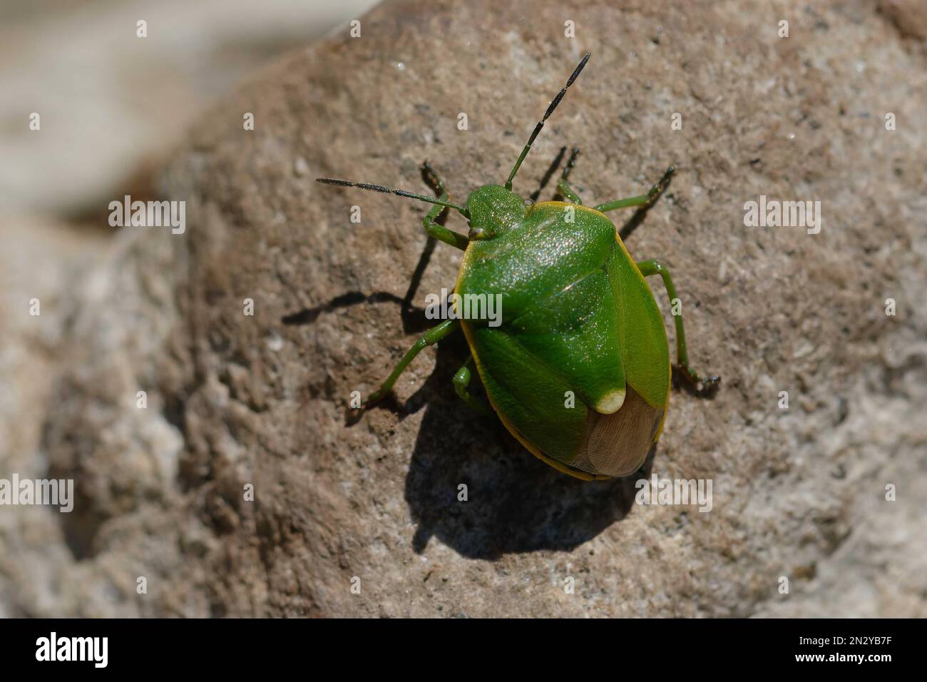 Shield bug (Chlorochroa juniperina) on a rock Stock Photo