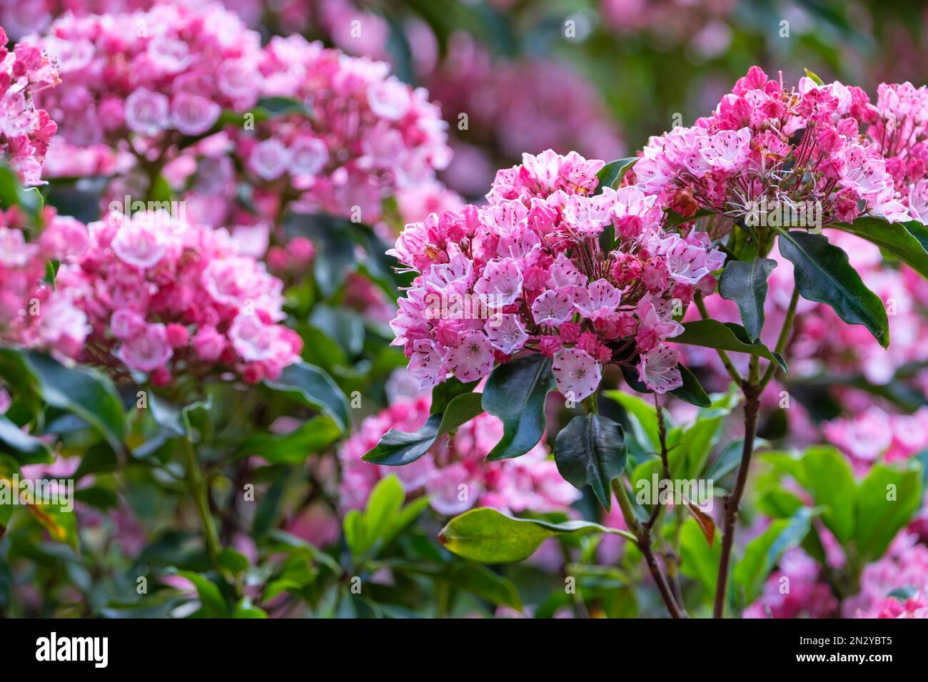 Kalmia latifolia Olympic Fire, evergreen shrub, clusters of large cup-shaped crimped pink flowers Stock Photo