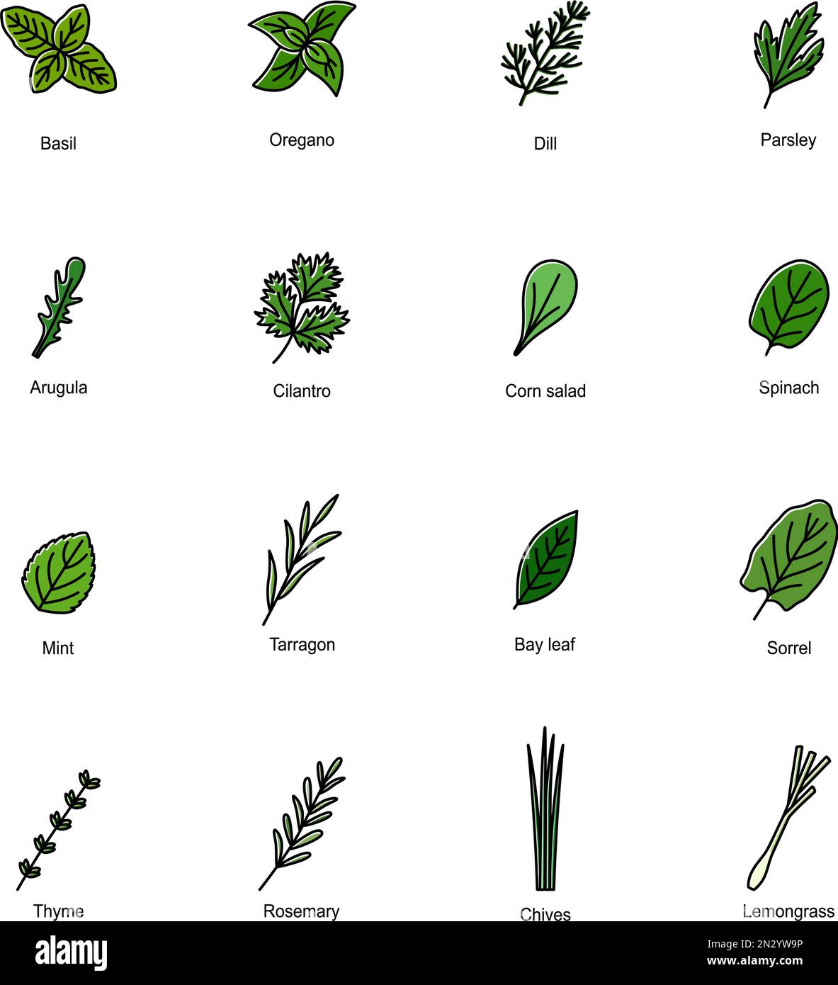 Set of color icons of culinary herbs, vector illustration Stock Vector ...