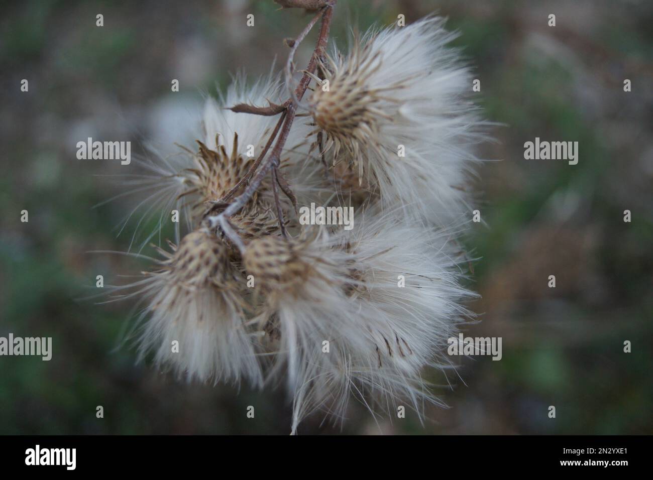 Distelblüte vor Verteilung des Samens Stock Photo