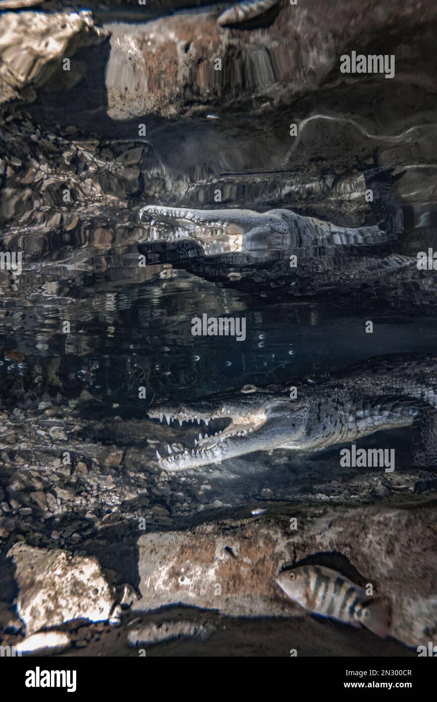 Crocodile at cenote Casa Cenote Stock Photo - Alamy