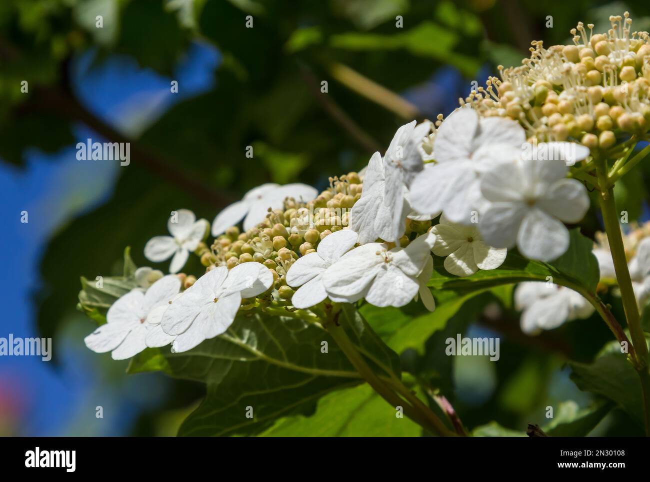Viburnum flower with green leaves on sky background in sunny weather