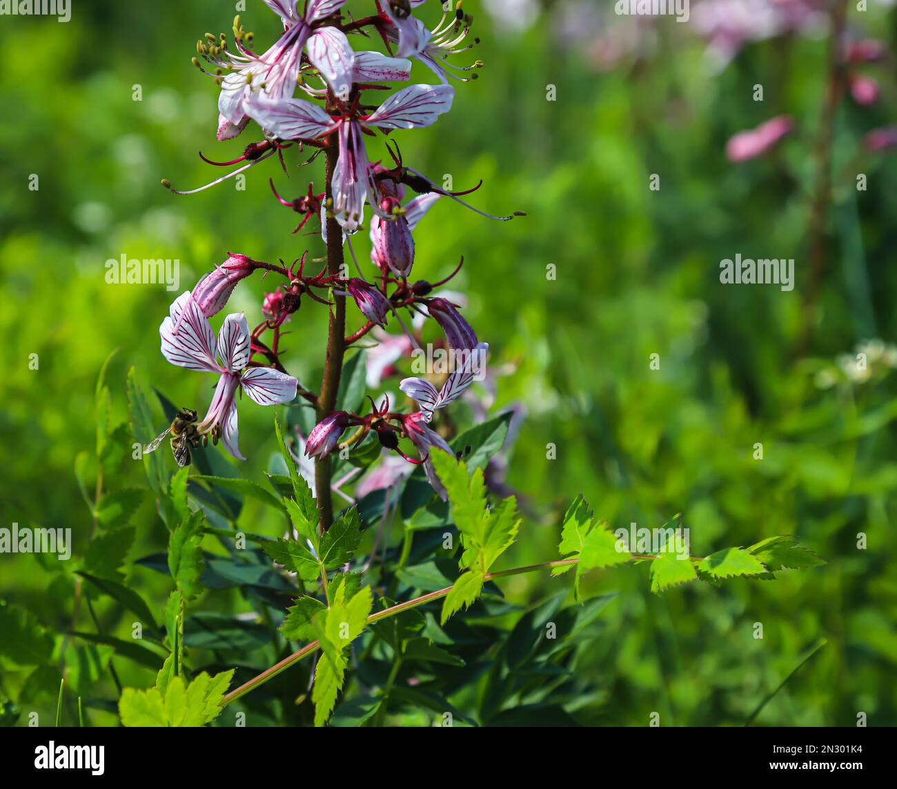 dictamnus. Pink-purple flowers bloom in the wild in drops of dew Stock Photo