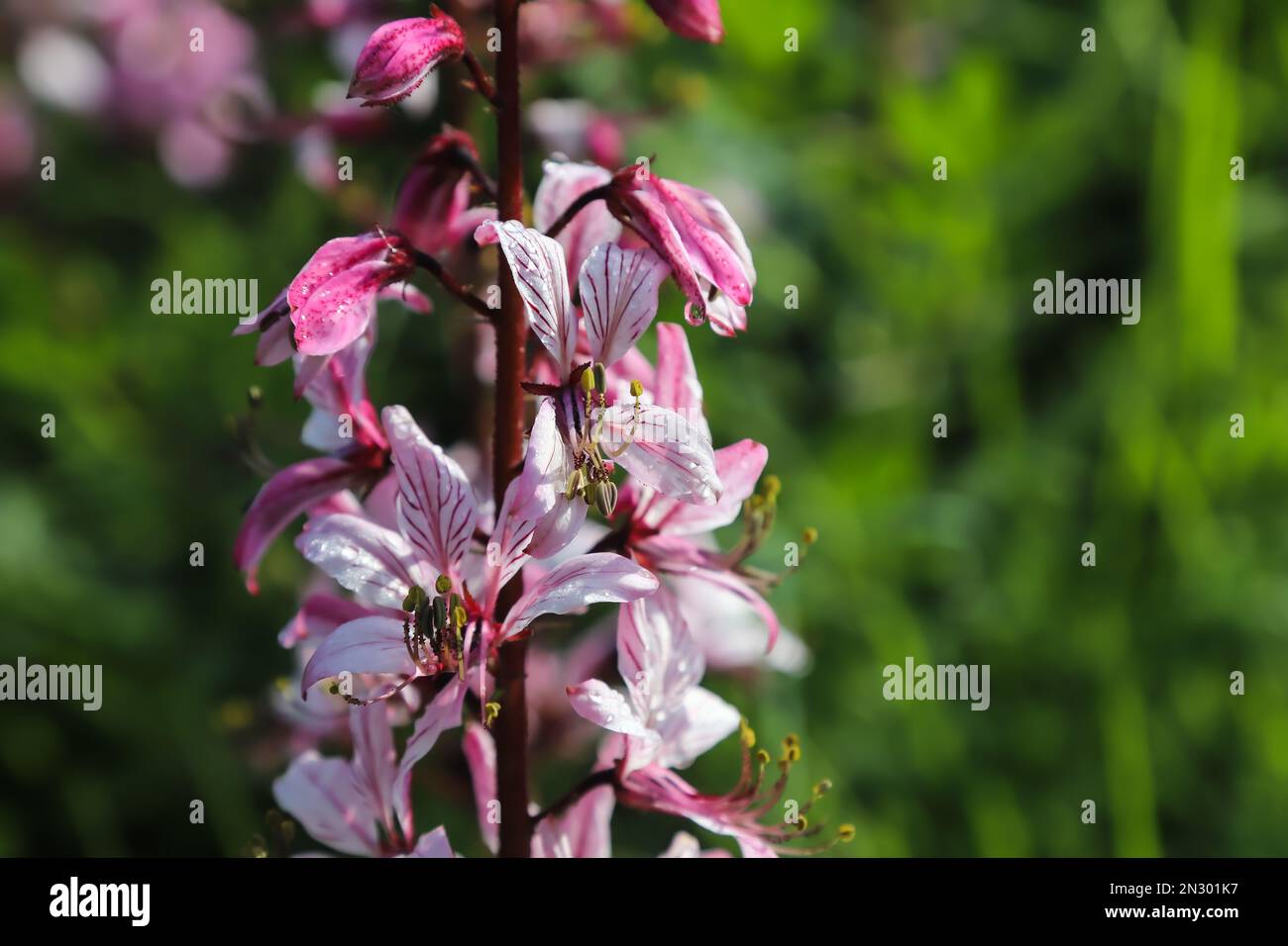 dictamnus. Pink-purple flowers bloom in the wild in drops of dew under sunlight Stock Photo