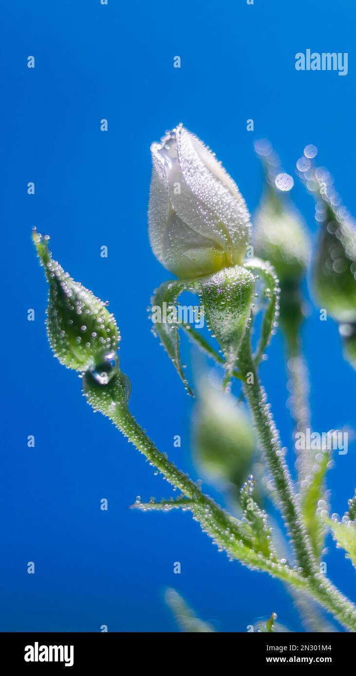 white rose underwater with air bubbles on a blue background Stock Photo ...