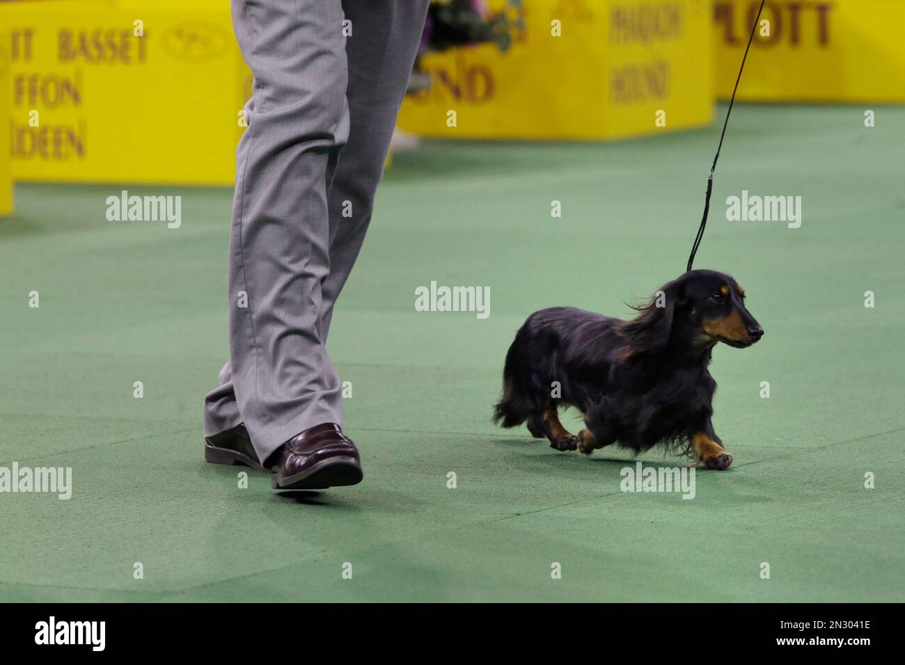 Dog Grooming Long Haired Dachshund Westminster Dog Show Dachshund