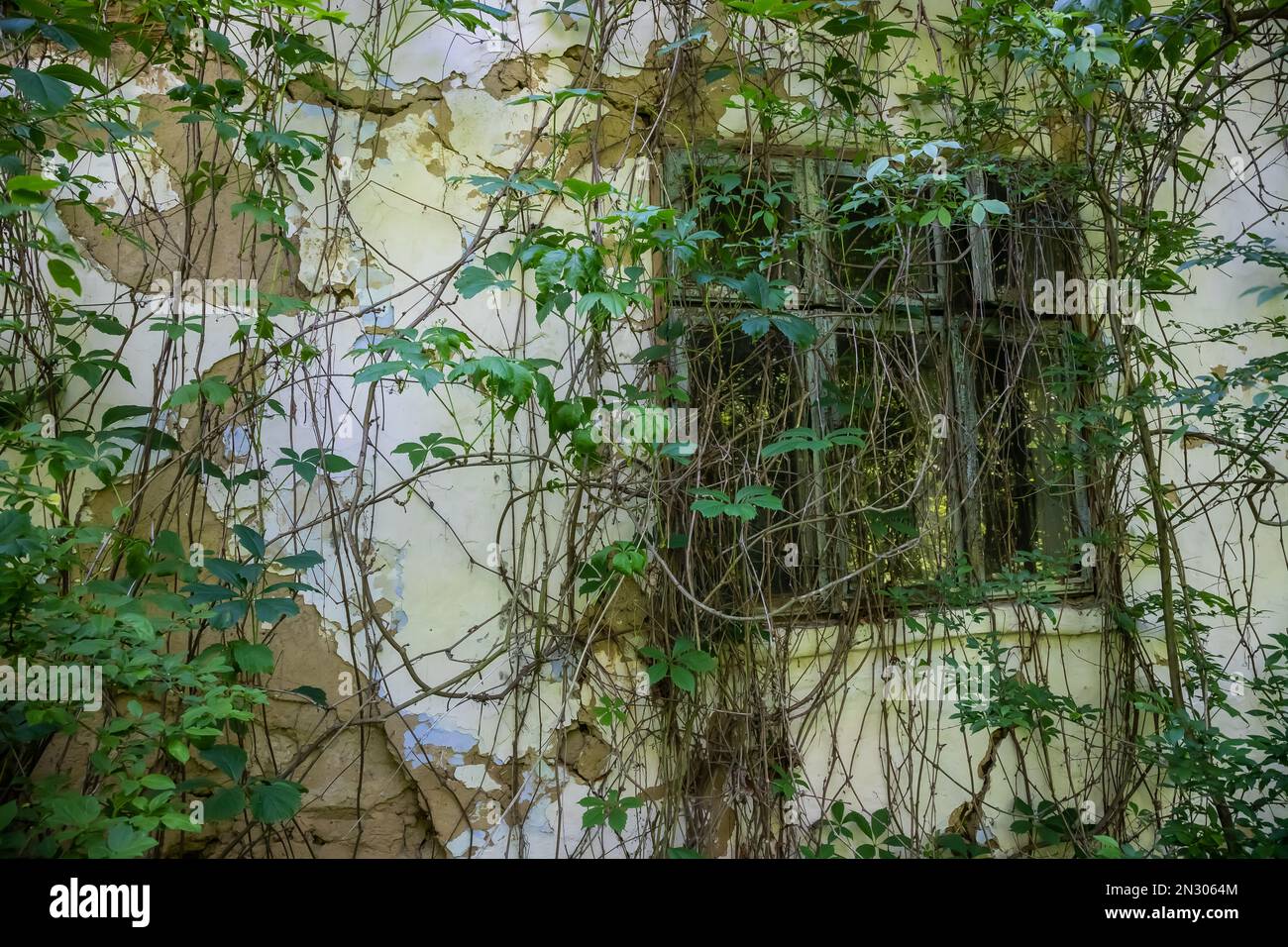 window in an abandoned house cracked vegetation Stock Photo