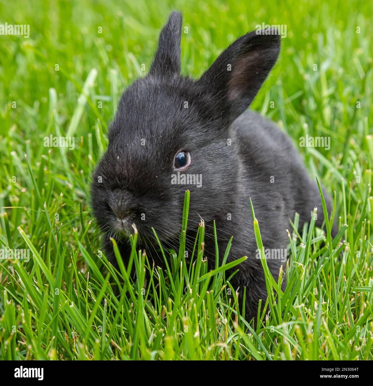 little black rabbits in the green grass Stock Photo - Alamy