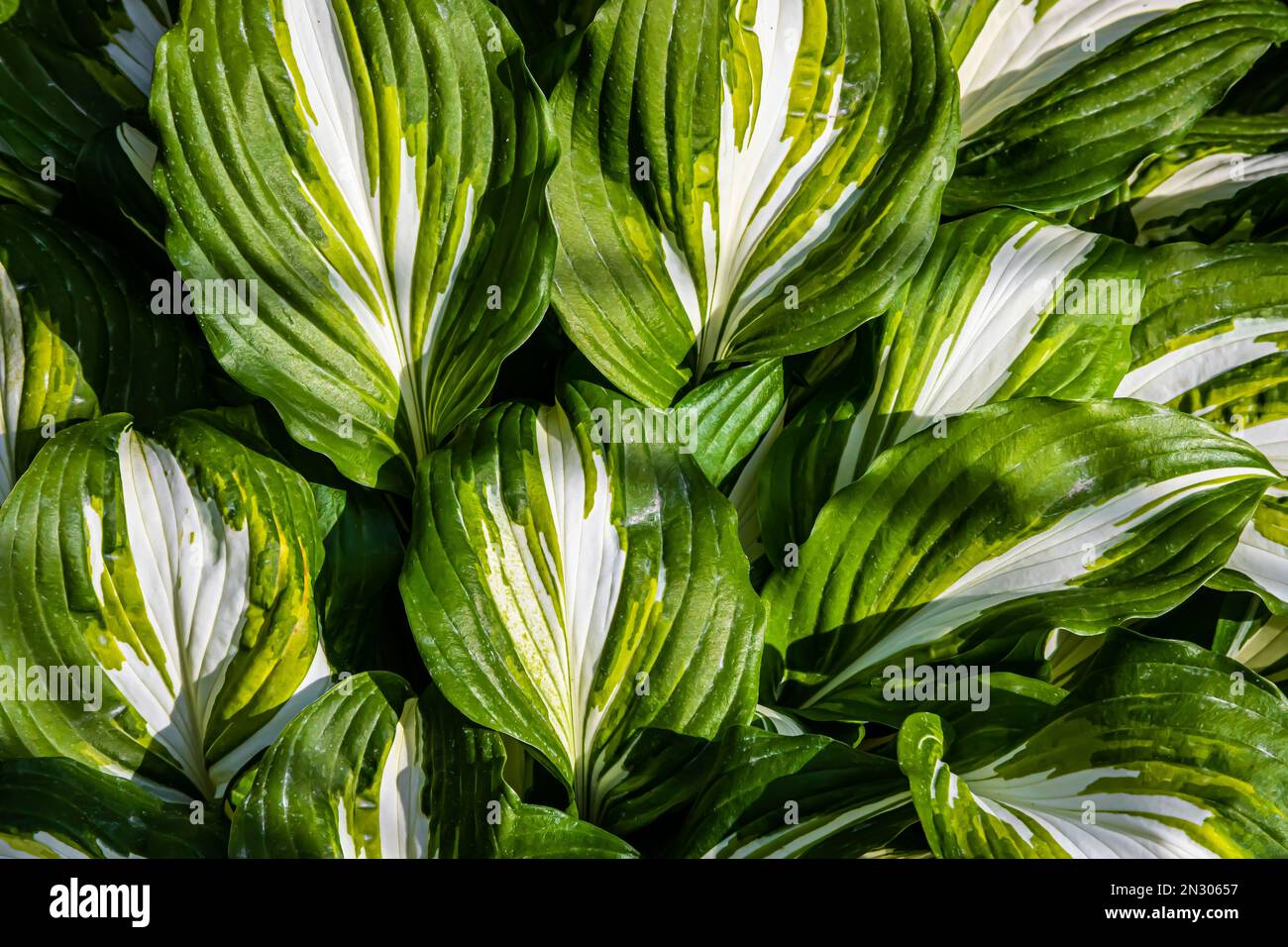 green leaves of plants in the garden. texture Stock Photo