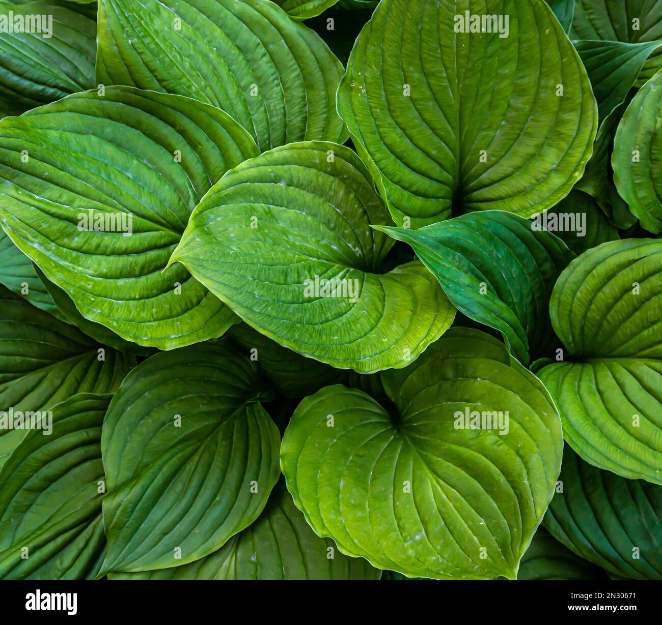 green leaves of plants in the garden. texture Stock Photo - Alamy
