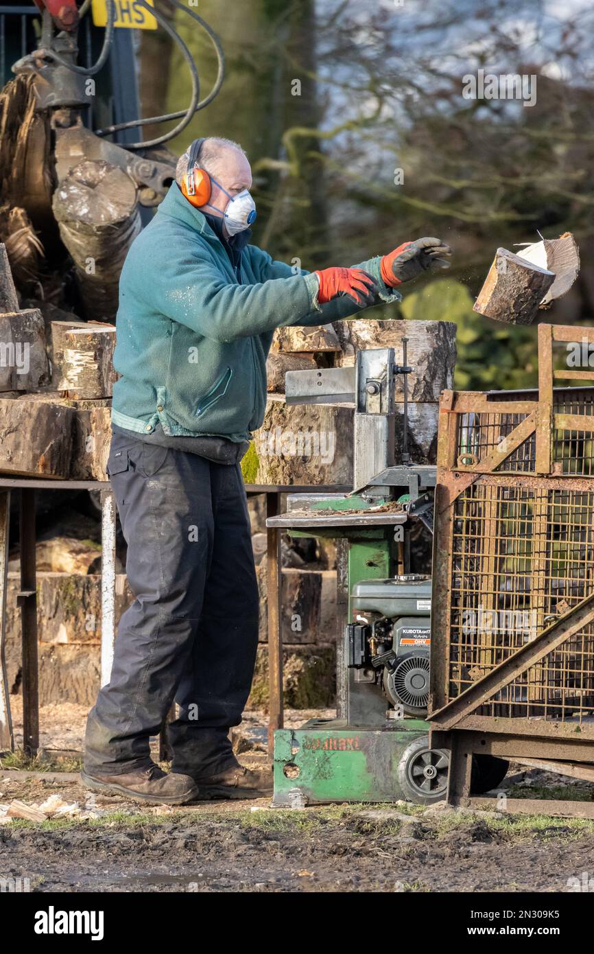 Person using heavy-duty petrol log splitter machine for splitting logs with two split and being thrown into a basket, England, UK Stock Photo