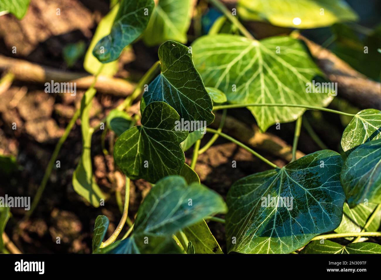 Fresh green english ivy vine leaves on branch up close Stock Photo