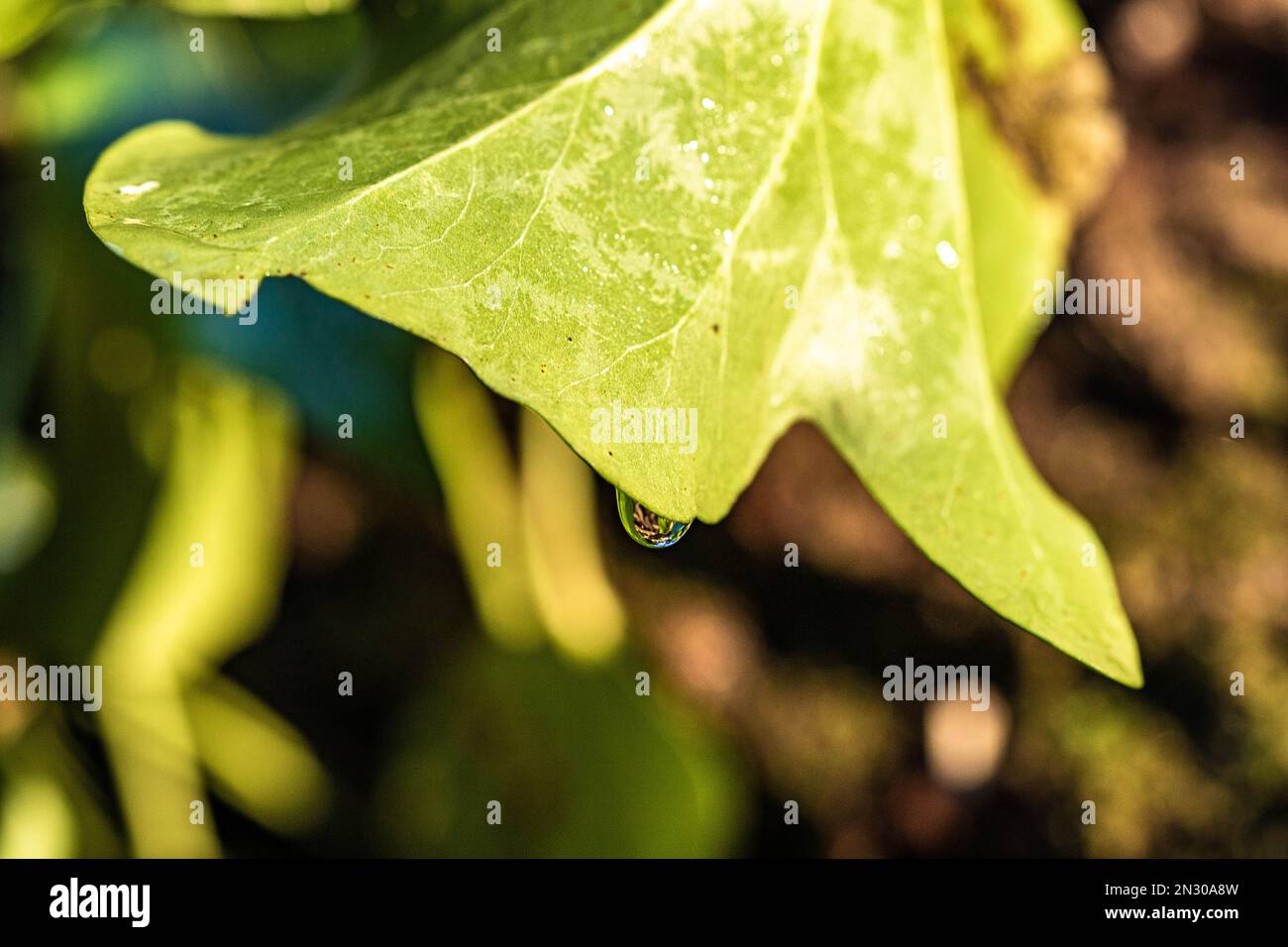 Aesthetic water droplet dripping from fresh green english ivy leave close up Stock Photo