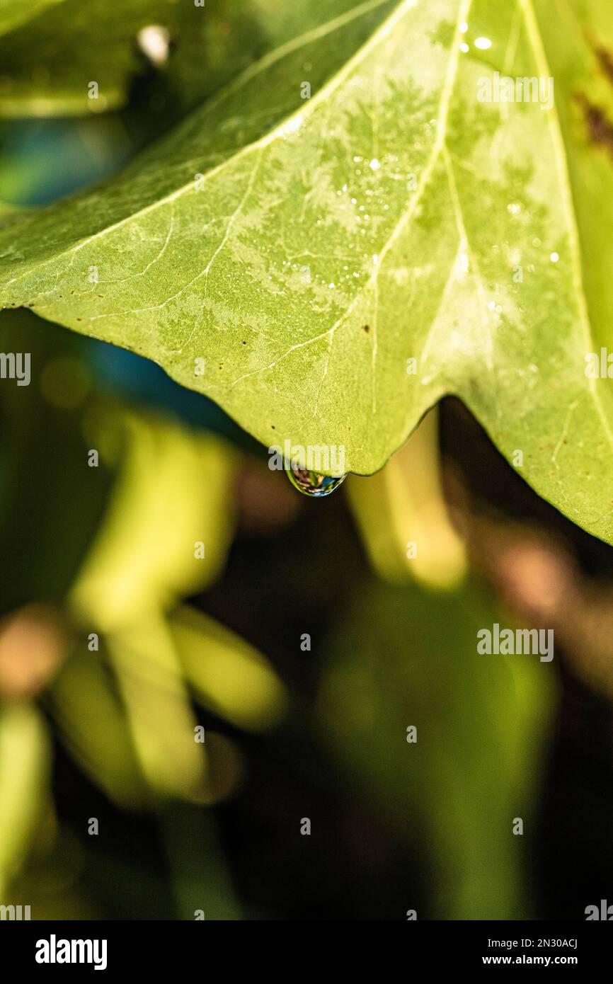 Aesthetic water droplet dripping from fresh green english ivy leave close up Stock Photo